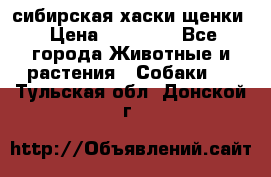 сибирская хаски щенки › Цена ­ 10 000 - Все города Животные и растения » Собаки   . Тульская обл.,Донской г.